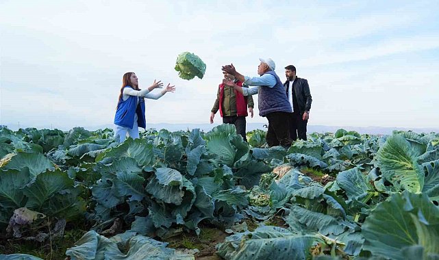 Muş Ovası'nda gönüllü gençlerden çiftçilere hasat desteği