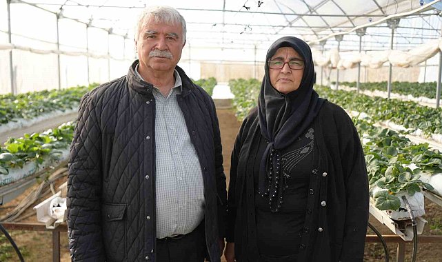 Niğde'de topraksız tarım yöntemiyle çilek üretimi kadın emeğiyle büyüyor