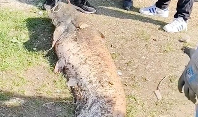 Oltaya takılan 50 kiloluk dev balık şaşırttı