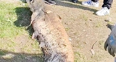 Oltaya takılan 50 kiloluk dev balık şaşırttı