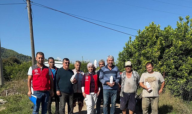 Ortaca'da narenciye bahçelerinde zararlılara karşı mücadele sürüyor