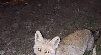 Osmaniye'de meraklı tilki, Osmaniye kömbesini geri çevirmedi