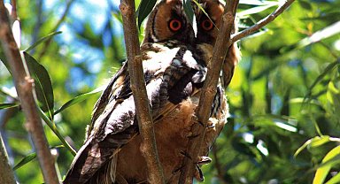 Özalp'te kulaklı orman baykuşu görüntülendi