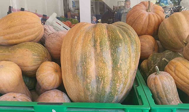 Palu'da ata tohumu kabaklar 35 kiloya ulaştı