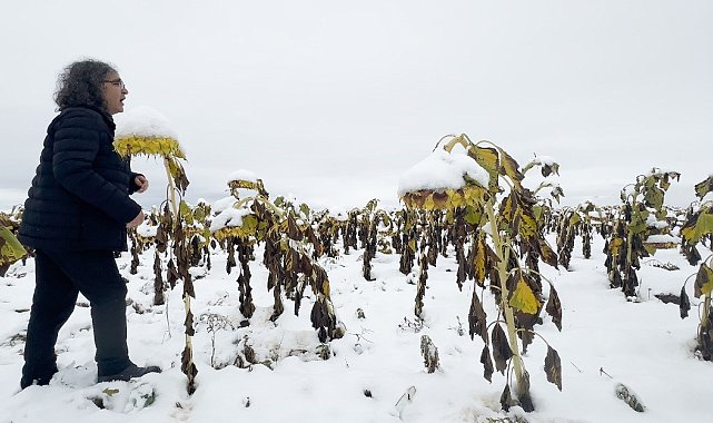 Profesörden karlı bir ayçiçeği tarlasında şaşırtan performans