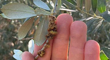 Salihli'de üreticilere zeytin dal kanseri uyarısı