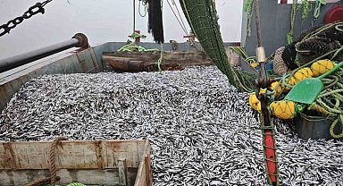 Samsun'da 1 milyon 843 bin 550 kilo hamsi denetlendi