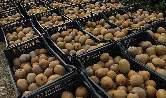 Samsun'da '2025 Yılı Kivi Hasat Etkinliği'