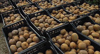 Samsun'da '2025 Yılı Kivi Hasat Etkinliği'