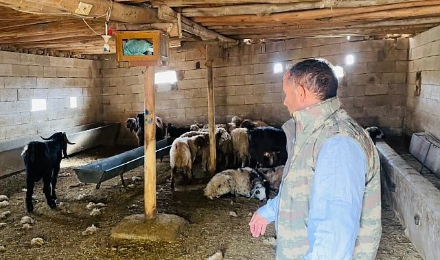 Şanlıurfa'da başıboş köpek dehşeti: 5 koyun telef oldu