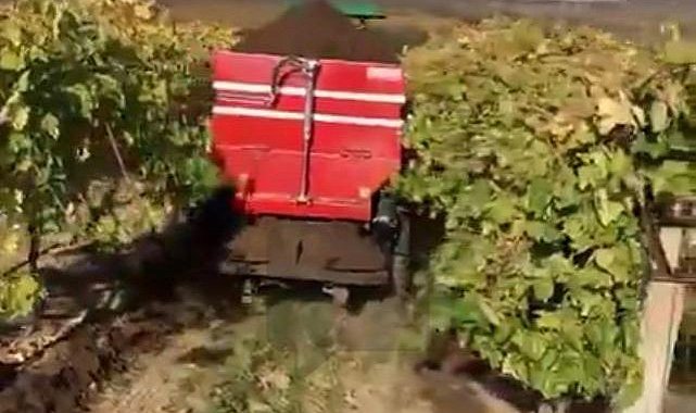 Sarıgöl'de bağlara kışlık doğal gübre verilmeye başlandı