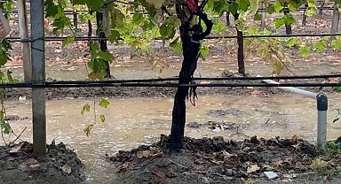 Sarıgöl'de özlenen yağışlar çiftçinin yüzünü güldürdü