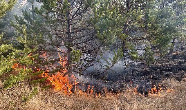 Sarıkamış ormanlarında örtü yangını