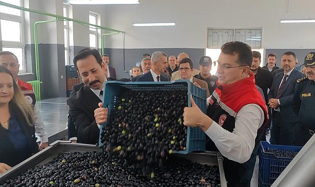 Şarköy'de zeytin hasadı yapıldı