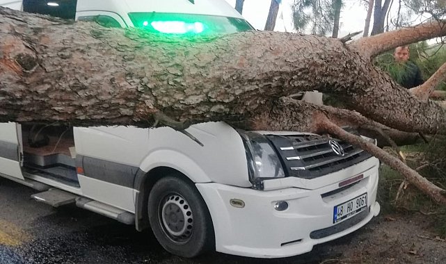 Seyir halindeki minibüsün üstüne ağaç devrildi