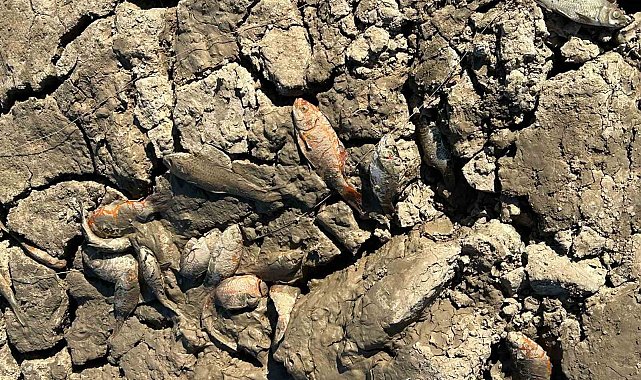 Siirt'te balık teleflerine karşı gölete 150 tonluk su takviyesi