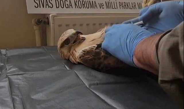 Sivas'ta bitkin halde bulunan şahin, yeniden doğaya salındı