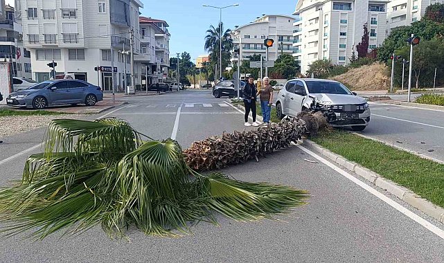 Şoförlük eğitimi yaparken refüjdeki palmiyeyi devirdi, kaza anı güvenlik kamerasına yansıdı