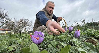 Soğuk ve yağışlı hava 'dünyanın en pahalı baharatı'nda hasat süresini uzattı