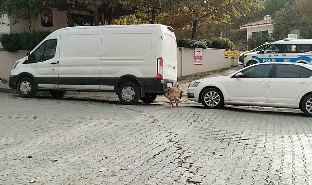 Sokak köpekleri ilçenin kabusu oldu: Otomobile 108 bin TL'lik zarar verdiler