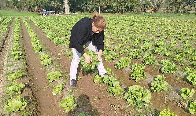 Söke'de gıda güvenliği için marul tarlalarında numune alındı