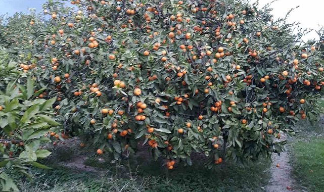 Söke'de zararlı popülasyonunda artış görüldü