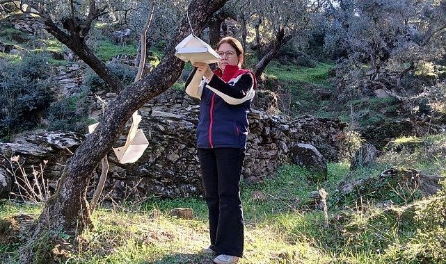 Söke'de zararlı popülasyonunda artış görüldü