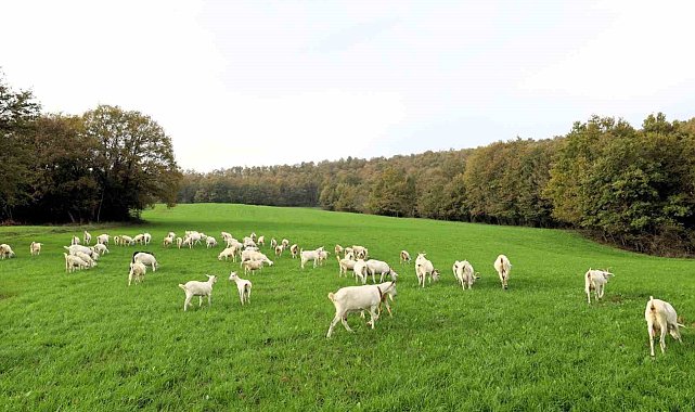 Süt otu desteği meraları yeşertti, maliyetleri düşürdü