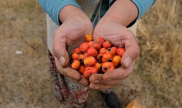 Tatvan'da alıç hasadı
