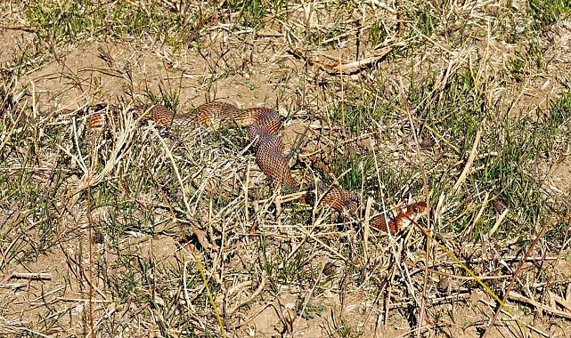 Tatvan'da nadir görülen kırmızı yılan görüntülendi