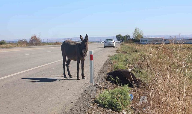 Telef olan eşeğin sıpası, ölü annesinin başında saatlerce bekledi