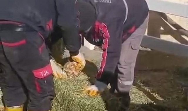 TJK Şanlıurfa Hara ve Aşım İstasyonu'nda skandal görüntüler