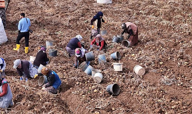 Türkiye'de sezonun son patatesleri Sivas'ta sökülüyor