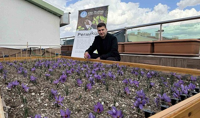 Ülkü Ocakları Genel Merkezi'nin terasında safran hasadı