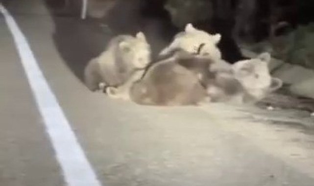 Uludağ'da vahşi doğanın en tatlı anı... Anne ayı yavrularını emzirirken görüntülendi