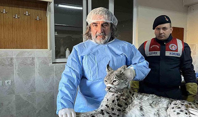 Van'da bitkin halde bulunan vaşak tedavi altına alındı