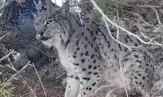 Van'da vaşak görüntülendi