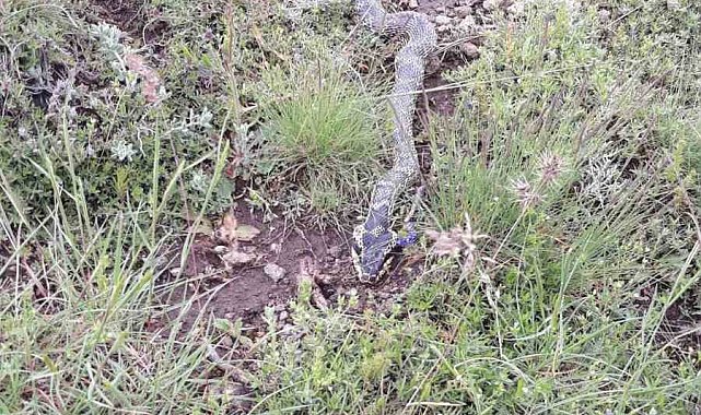 Yaylada görülen engerek yılanı merak ve korkuya neden oldu