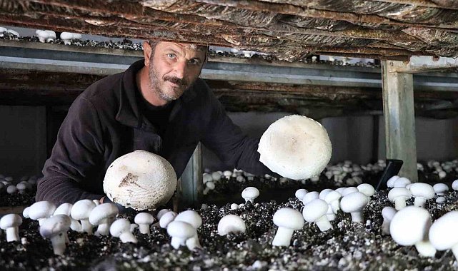 Yılın son mantar hasadı başladı