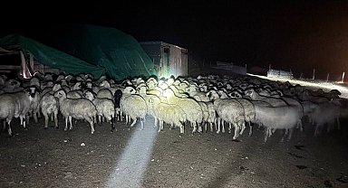 Yoğun siste kaybolan 200 koyun drone destekli aramayla bulundu