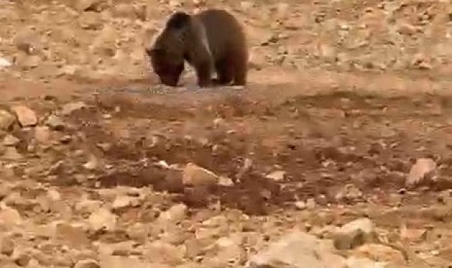Yol kenarındaki ayıya 'hamsi' ziyafeti verdiler