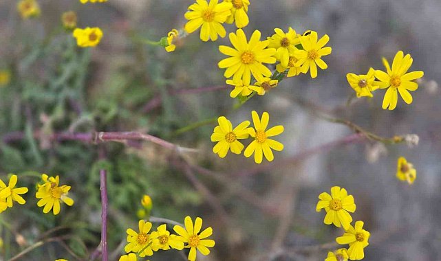 Yozgat'a kış gelmeden bahar geldi, kır çiçekleri açtı