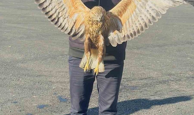 Yüksekova'da bulunan yaralı baykuşu tedavi altına alındı