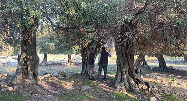 Yüzlerce yıldır İspanya ve İtalya'dan sonra sadece Gökçeada'da yetişiyor