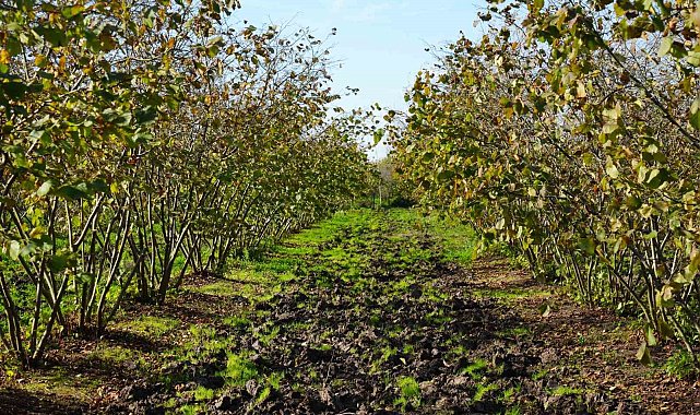 Zirai don, Samsun'u fındık üretiminde zirveye taşıdı