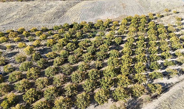 Zirai dondan etkilenen kayısı ağaçları gelecek yıl için umut veriyor