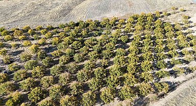 Zirai dondan etkilenen kayısı ağaçları gelecek yıl için umut veriyor