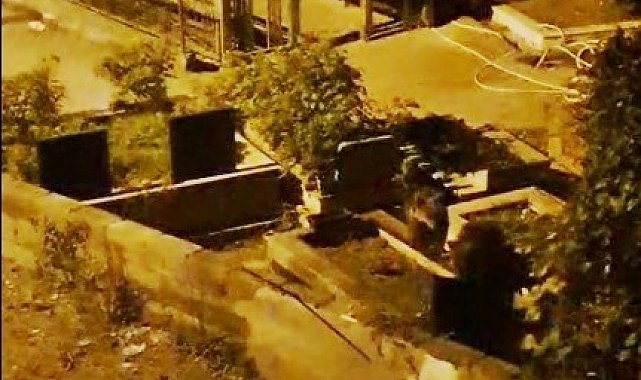 Zonguldak'ta mezarlıkta iki ayı yavrusu görüldü