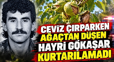 Ceviz Çırparken Ağaçtan Düşen Hayri Gökaşar Kurtarılamadı