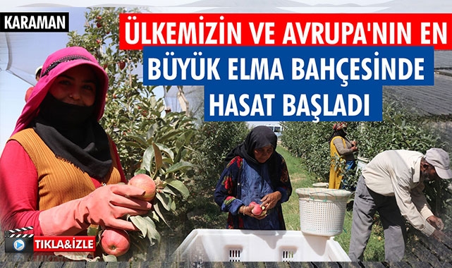 ÜLKEMİZİN VE AVRUPA'NIN EN BÜYÜK ELMA BAHÇESİNDE HASAT BAŞLADI